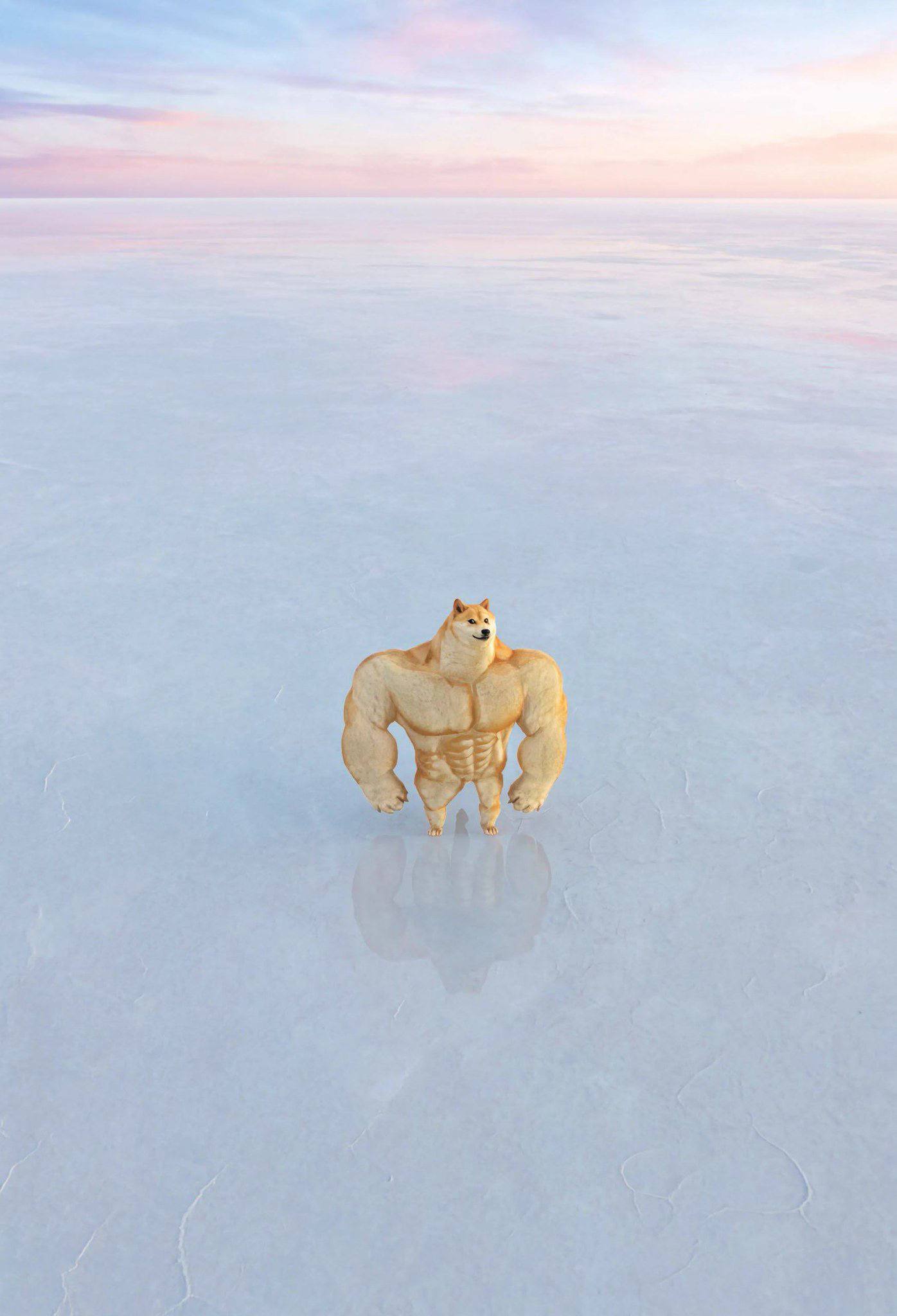 Swogedoge standing alone in an endless white landscape